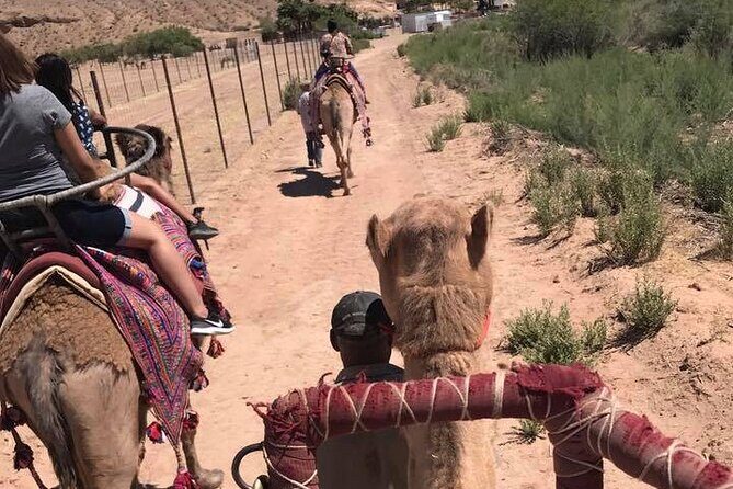 Camel Safari - Camel Ride and Zoo Tour - Pricing and Value