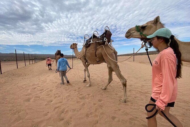 Camel Safari - Camel Ride and Zoo Tour - Who Is This Tour Best Suited For?