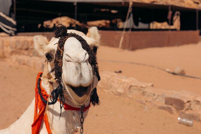 Camel Tours in Wadi Rum Desert | Magic Bedouin Star - Introduction: A Different Way to See Wadi Rum