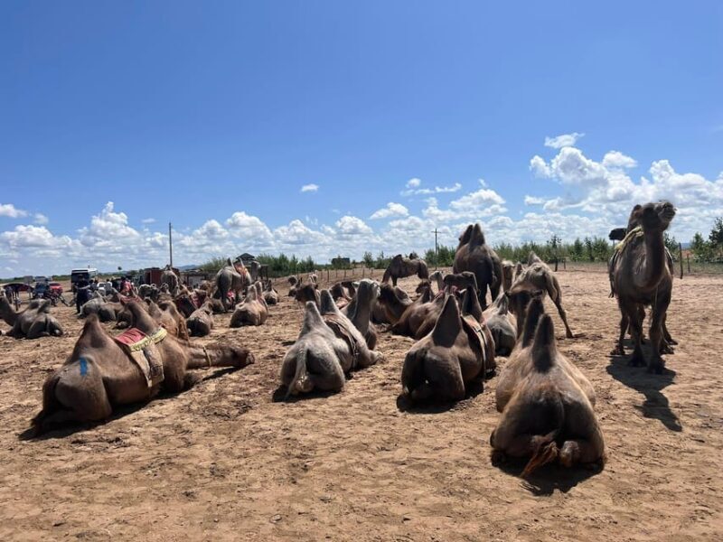 Camel Trails and Bird Tales: Discovering Elsen Tasarkhai - FAQ