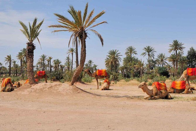 Camel Trek Around Marrakech Palmeraie - Key Points