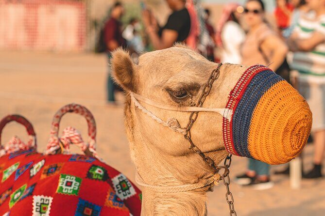 Camel Trekking in Open Red Dunes Desert - FAQ