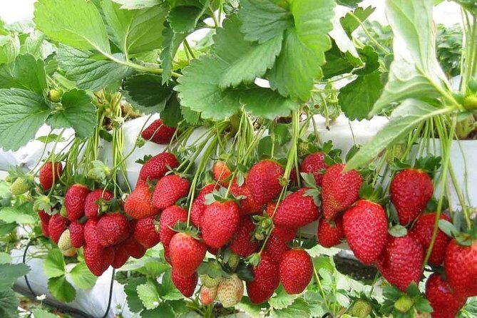 Cameron Highland Day Tour From Kuala Lumpur With Lunch Local food - Dining and Overall Value