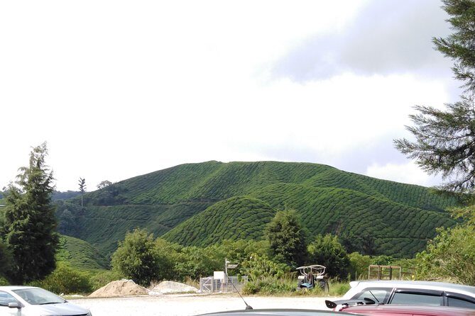 Cameron Highland Private Day Tour - The Sum Up