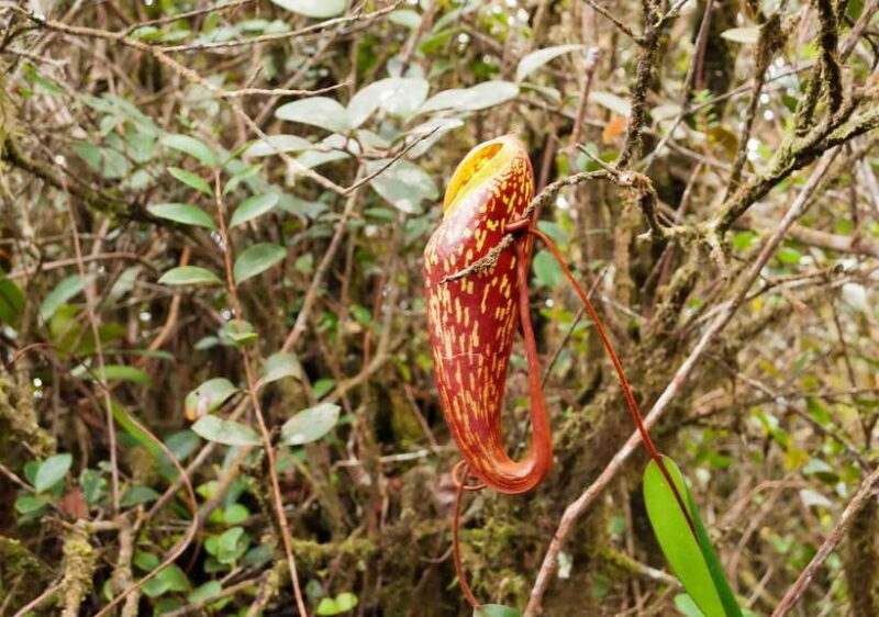 Cameron Highlands 1 Day Tour from Kuala Lumpur - Key Points