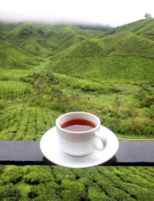 Cameron Highlands 1 Day Tour from Kuala Lumpur - Exploring the Cameron Highlands Tour