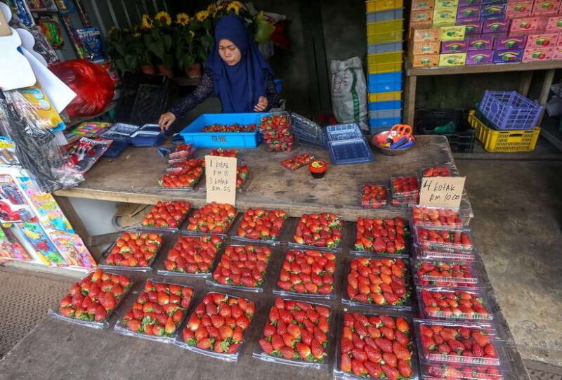 Cameron Highlands 1 Day Tour from Kuala Lumpur - Practical Tips for Travelers