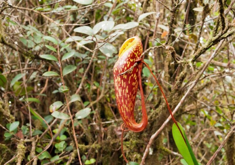 Cameron Highlands 1 Day Tour from Kuala Lumpur - The Sum Up