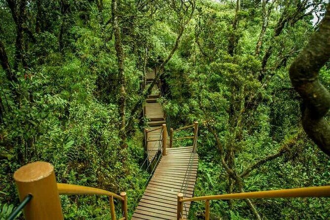 Cameron Highlands Day Tour from Ipoh with Mossy Forest - Key Points