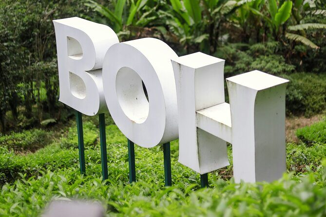 Cameron Highlands Day Tour from Ipoh with Mossy Forest - The Journey Begins: What to Expect