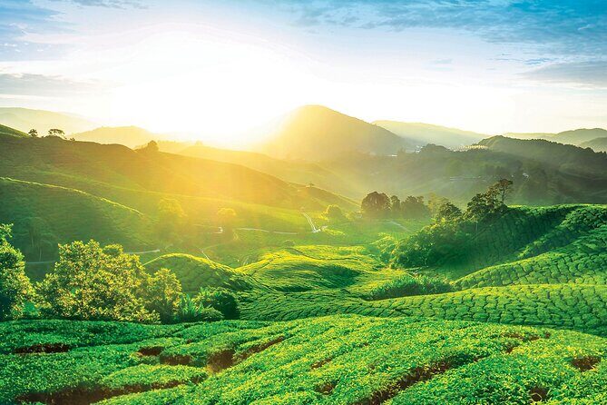 Cameron Highlands Day Tour From Kuala Lumpur 2025 - Key Points