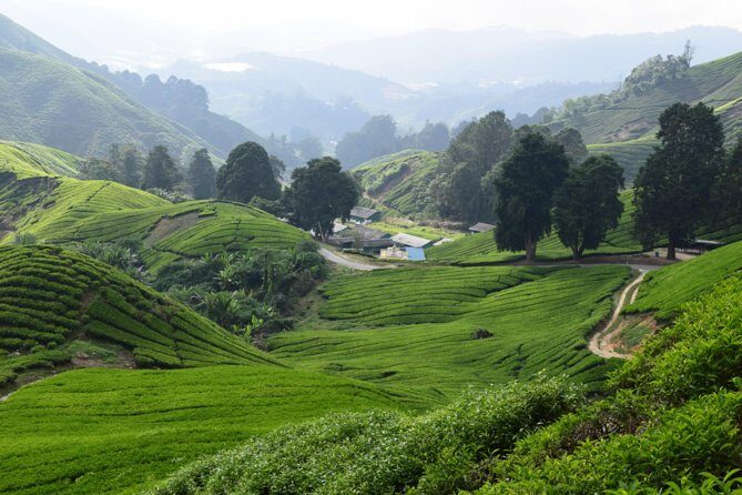 Cameron Highlands, Garden of Nature Full Day Private Guided Tour - An In-Depth Look at the Cameron Highlands Tour