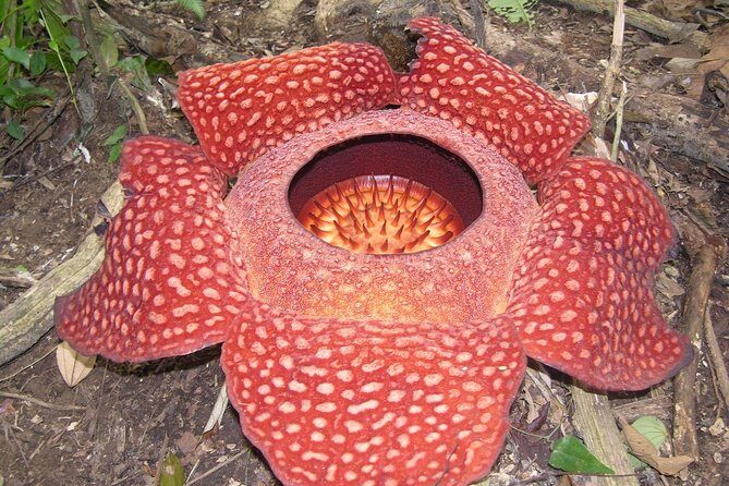 Cameron Highlands: Nature's Wonder Amazing Rafflesia Explorer - Final Thoughts: Who Is This Tour Best For?