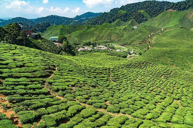 Cameron Highlands One Day Trip from Kuala Lumpur Privately Organised - Exploring the Cameron Highlands One Day Trip from Kuala Lumpur: An Honest, Practical Review