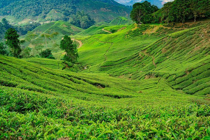 Cameron Highlands One Day Trip from Kuala Lumpur Privately Organised - Key Points