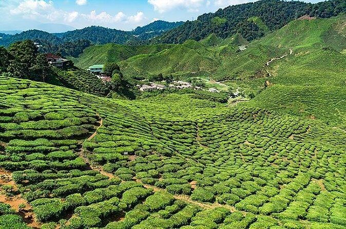 Cameron Highlands One Day Trip from Kuala Lumpur Privately Organised - FAQ