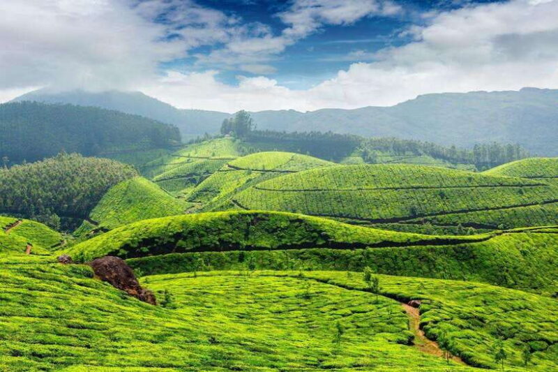 Cameron Highlands Private Day Trip - Considerations and Potential Drawbacks