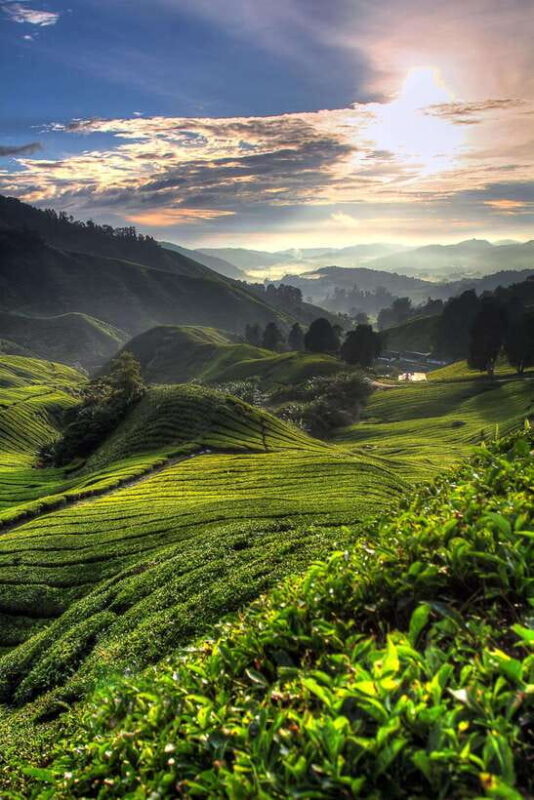 Cameron Highlands Private Tour with Tea Plantation Visit - An In-Depth Look at the Cameron Highlands Private Tour