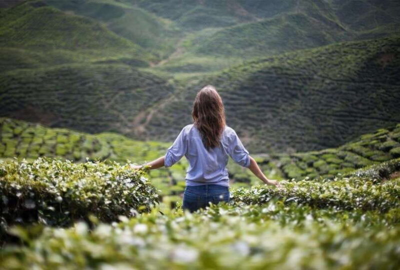 Cameron Highlands Private Tour with Tea Plantation Visit - What’s Included and What’s Not