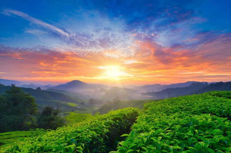 Cameron Highlands Private Tour with Tea Plantation Visit - Suitability and Recommendations