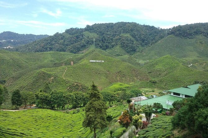 Cameron Highlands Sightseing Tour - Rose Valley: A Floral Welcome (15 minutes, Entrance not included)