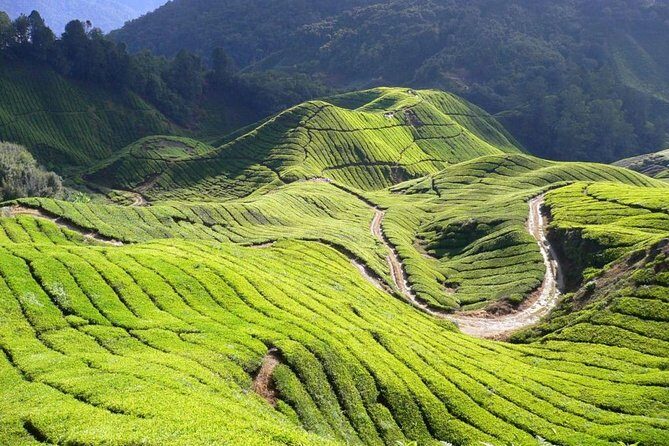 Cameron Highlands Tour from Kuala Lumpur - Final Thoughts