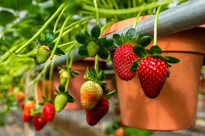 Cameron Highlands Tour From Kuala Lumpur (Private Tour) - An In-Depth Look at the Cameron Highlands Tour