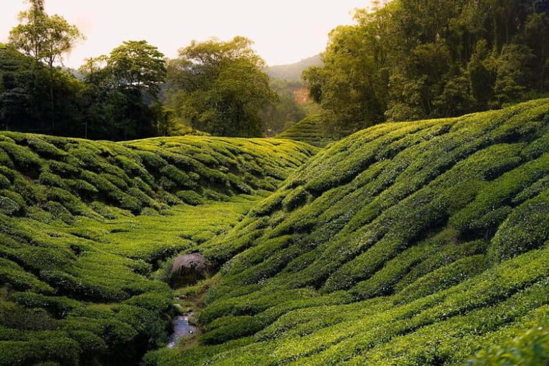 Cameron Highlands Tour - Exploring the Cameron Highlands Tour in Detail