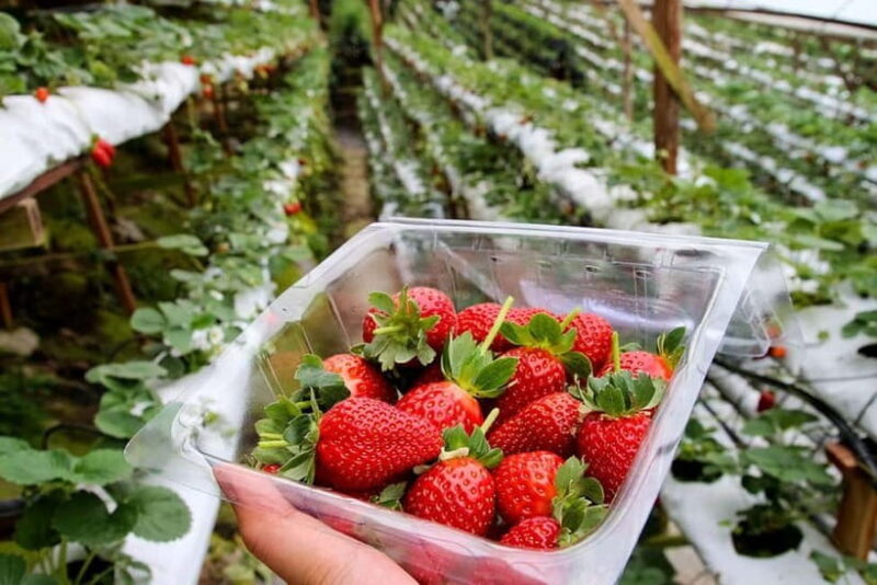 Cameron Highlands Tour - Who Will Enjoy This Tour?