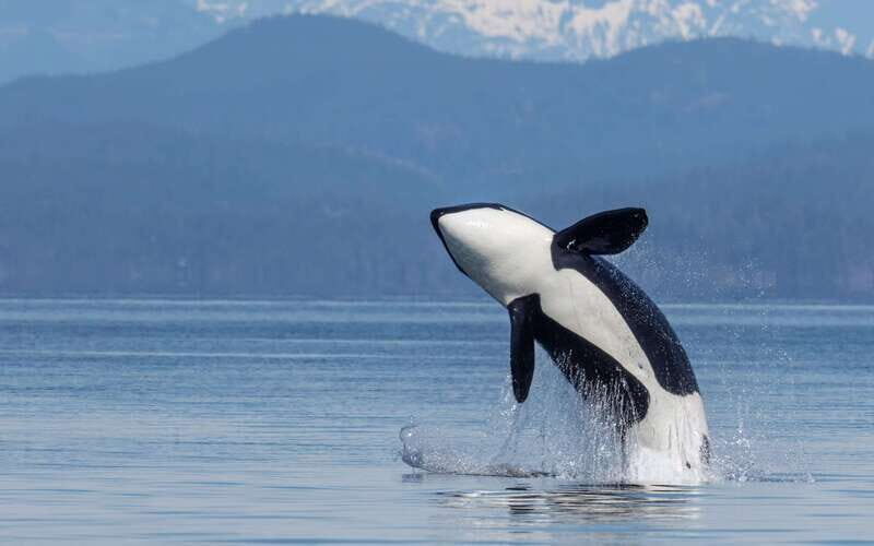 Campbell River: 4 Hour Whale & Wildlife Zodiac Boat Tour - Key Points