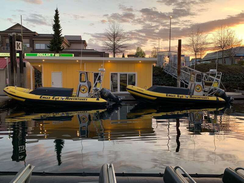 Campbell River: 4 Hour Whale & Wildlife Zodiac Boat Tour - Who Should Book This Tour?