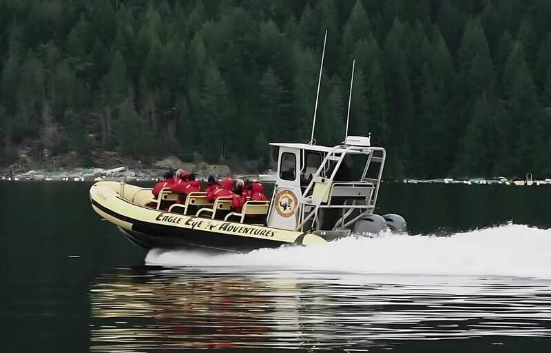 Campbell River: 4 Hour Whale & Wildlife Zodiac Boat Tour - Summary