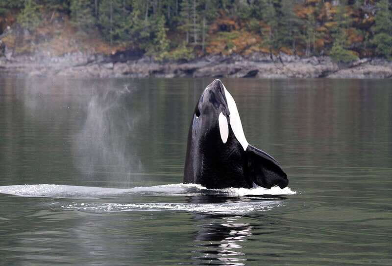 Campbell River: 6 Hour Covered Whale Watching Tour w/ Lunch - The Experience: What to Expect on the Water
