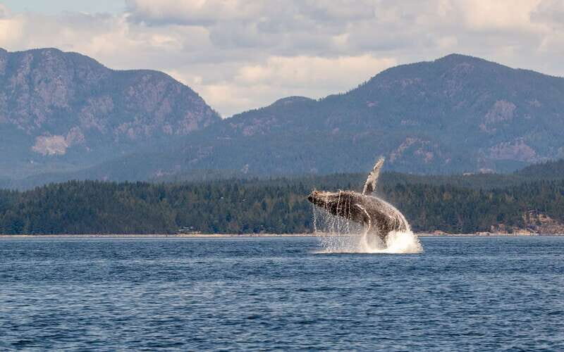 Campbell River: 6 Hour Covered Whale Watching Tour w/ Lunch - Who Will Love This Tour?