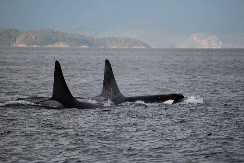 Campbell River: 6-Hour Whale Watching Boat Tour - Important Practicalities