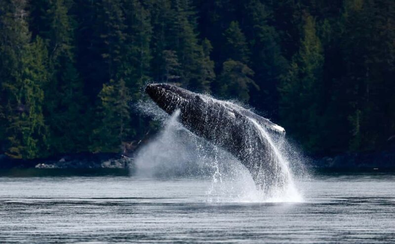 Campbell River: 6 Hour Zodiac Whale Watching Tour w/ Lunch - Key Points