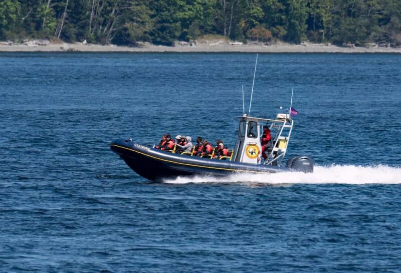 Campbell River: 6 Hour Zodiac Whale Watching Tour w/ Lunch - An In-Depth Look at the Campbell River Zodiac Whale Watching Tour