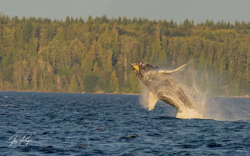 Campbell River: 6 Hour Zodiac Whale Watching Tour w/ Lunch - Final Thoughts: Is It Worth It?