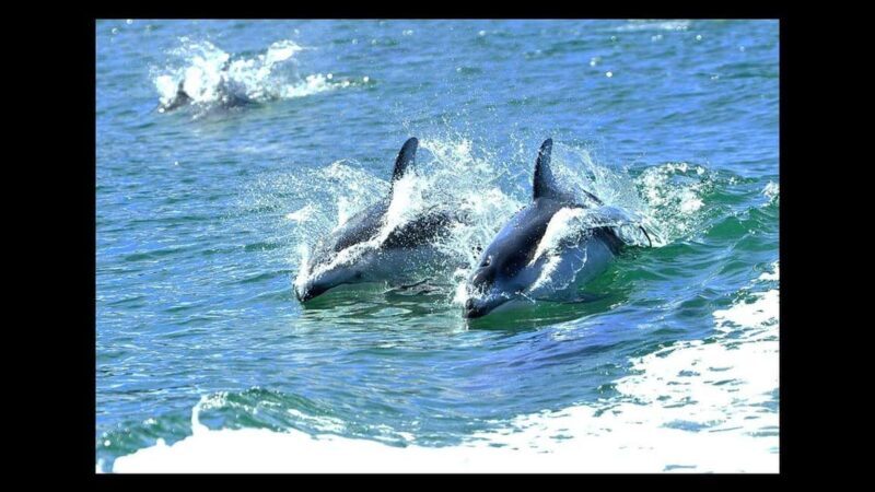 Campbell River: 7-Hour Big Animal Encounter Boat Tour - Introduction: An Exciting Marine Adventure