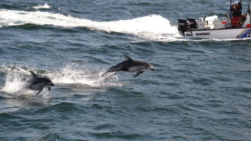 Campbell River: 7-Hour Big Animal Encounter Boat Tour - Authentic Reviewer Insights