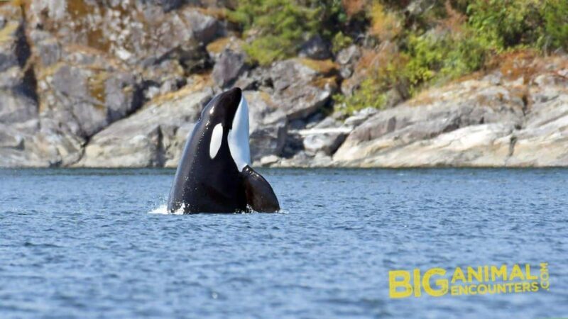 Campbell River: 7-Hour Big Animal Encounter Boat Tour - The Sum Up: Is This Tour Worth It?
