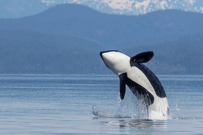 Campbell River, BC: 4 Hour Wildlife Tour Featuring Whale Watching - The Experience and Itinerary: What to Expect