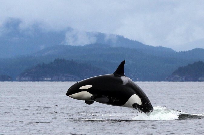 Campbell River, BC: 4 Hour Wildlife Tour Featuring Whale Watching - Final Thoughts: Is This Tour Worth It?