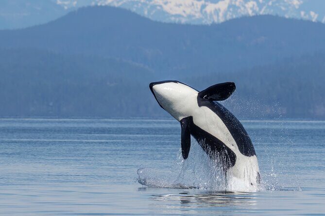Campbell River, BC: 6 Hour Whale Watching Tour w/ Lunch Included - Key Points
