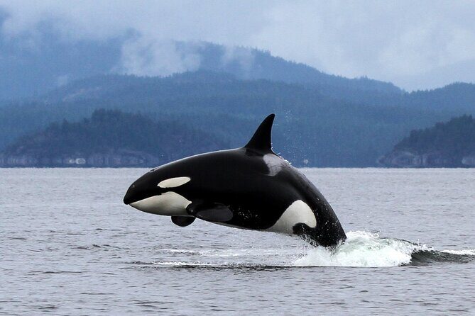 Campbell River, BC: 6 Hour Whale Watching Tour w/ Lunch Included - Frequently Asked Questions