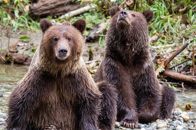 Campbell River, BC: Full Day Grizzly Bear Tour in Toba Inlet - An Honest Look at the Experience