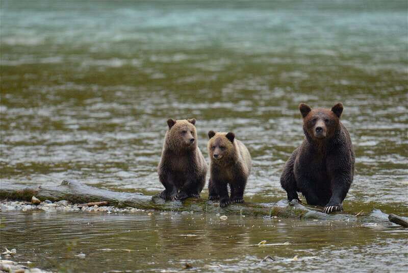 Campbell River: Bute Inlet Grizzly-Watching Tour & Boat Ride - The Itinerary: From Campbell River to Bute Inlet