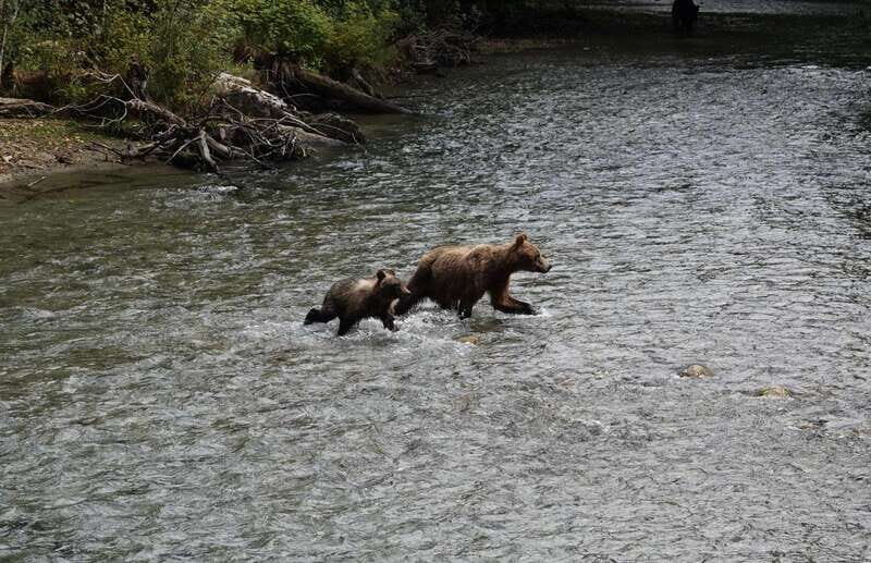 Campbell River: Bute Inlet Grizzly-Watching Tour & Boat Ride - FAQs