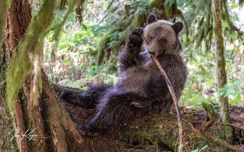 Campbell River: Full-Day Grizzly Bear Tour With Lunch - Analyzing the Experience: What’s Included and What It Means for You