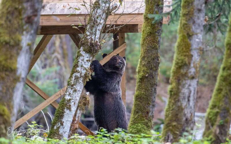 Campbell River: Full-Day Grizzly Bear Tour With Lunch - Pricing and Value